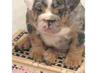 Bulldog Puppy for sale in Buffalo, NY, USA