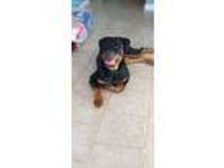 Rottweiler Puppy for sale in Long Valley, NJ, USA