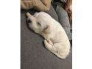 Maltese Puppy for sale in Bronx, NY, USA