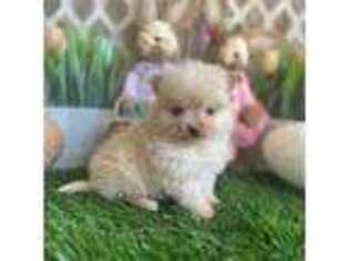 Pomeranian Puppy for sale in Wills Point, TX, USA