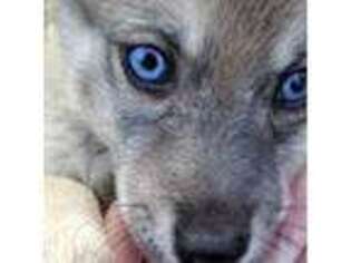 Siberian Husky Puppy for sale in Merlin, OR, USA