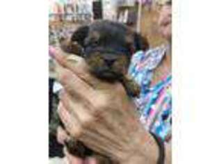Yorkshire Terrier Puppy for sale in Chino Valley, AZ, USA