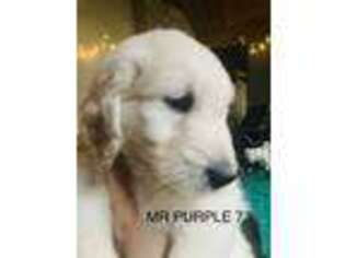 Goldendoodle Puppy for sale in Placerville, CA, USA