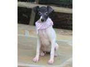 Italian Greyhound Puppy for sale in Center Ridge, AR, USA