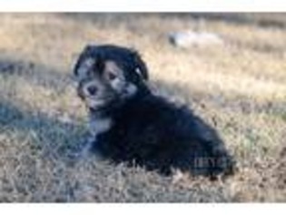 Havanese Puppy for sale in Weatherford, TX, USA