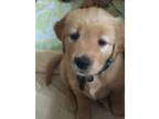 Golden Retriever Puppy for sale in Havertown, PA, USA