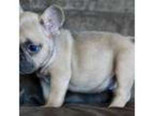 French Bulldog Puppy for sale in Anderson, MO, USA
