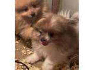 Pomeranian Puppy for sale in Williamstown, KY, USA