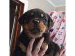 Rottweiler Puppy for sale in Huger, SC, USA