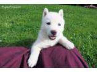 Siberian Husky Puppy for sale in Liberty, KY, USA