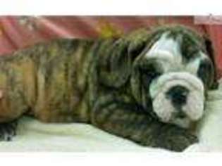 Bulldog Puppy for sale in Manhattan, KS, USA