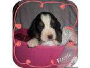 Bernese Mountain Dog Puppy for sale in CANTON, OH, USA