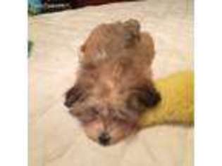 Havanese Puppy for sale in Westland, MI, USA