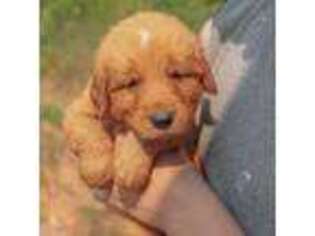 Golden Retriever Puppy for sale in Lavonia, GA, USA