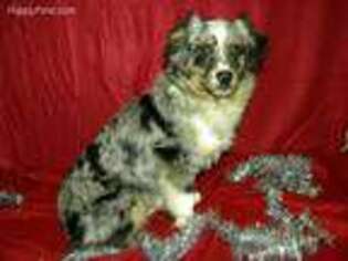 Miniature Australian Shepherd Puppy for sale in Baker City, OR, USA