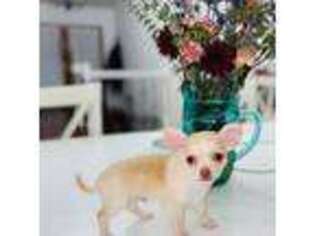 Chihuahua Puppy for sale in Knoxville, TN, USA