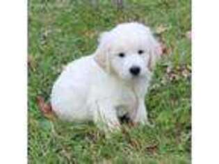 Mutt Puppy for sale in Altoona, PA, USA