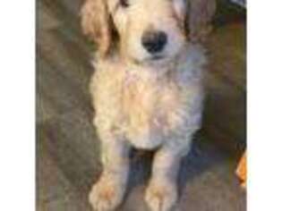 Goldendoodle Puppy for sale in Baxter, MN, USA