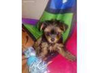 Yorkshire Terrier Puppy for sale in Mastic, NY, USA