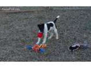 Mutt Puppy for sale in Odell, NE, USA