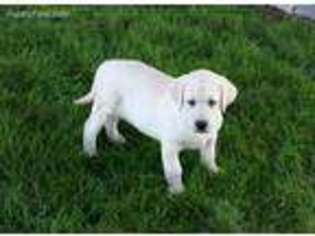 Labrador Retriever Puppy for sale in Woodburn, IN, USA