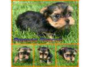 Yorkshire Terrier Puppy for sale in Palmer, AK, USA