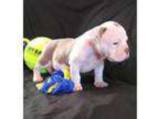 Olde English Bulldogge Puppy for sale in Greensboro, NC, USA
