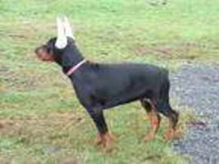 Doberman Pinscher Puppy for sale in Snohomish, WA, USA