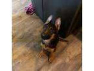 German Shepherd Dog Puppy for sale in Wareham, MA, USA