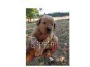 Golden Retriever Puppy for sale in Conway, MO, USA