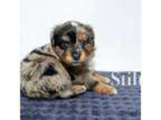 Miniature Australian Shepherd Puppy for sale in Swampscott, MA, USA