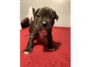 Mutt Puppy for sale in Saugerties, NY, USA