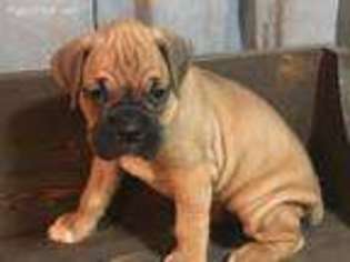 Boxer Puppy for sale in Haymarket, VA, USA