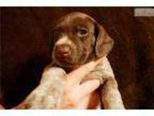 German Shorthaired Pointer Puppy for sale in Nashville, TN, USA