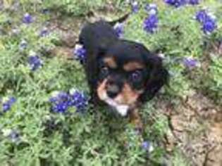 Cavalier King Charles Spaniel Puppy for sale in Prosper, TX, USA