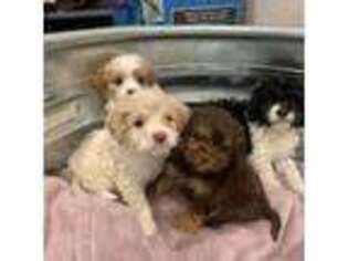Cavapoo Puppy for sale in Yelm, WA, USA