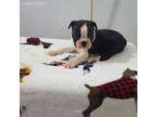 Boston Terrier Puppy for sale in Sullivan, IL, USA