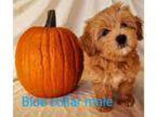 Labradoodle Puppy for sale in Almo, ID, USA