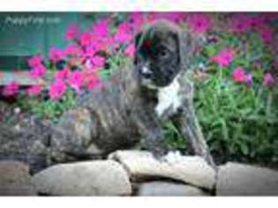 Boxer Puppy for sale in Mifflin, PA, USA