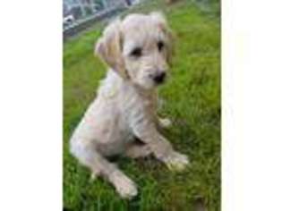 Goldendoodle Puppy for sale in Wenatchee, WA, USA