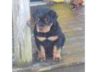 Rottweiler Puppy for sale in Springville, NY, USA