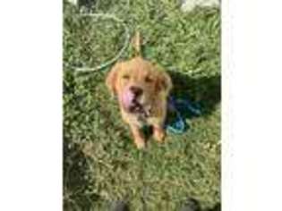 Golden Retriever Puppy for sale in Lewisville, TX, USA