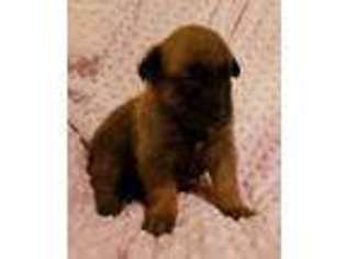 Belgian Malinois Puppy for sale in Berry, AL, USA