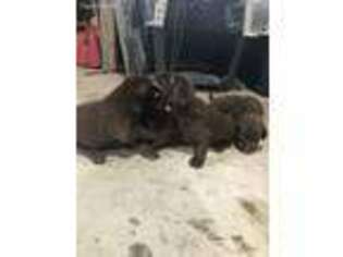 Labrador Retriever Puppy for sale in Cut Off, LA, USA