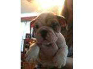 Bulldog Puppy for sale in Lakefield, MN, USA