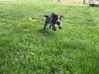 German Wirehaired Pointer Puppy for sale in Lexington, NE, USA