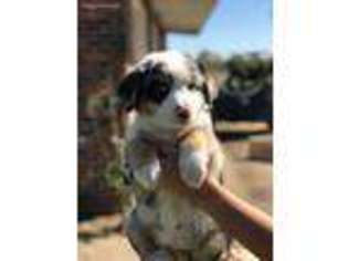 Australian Shepherd Puppy for sale in Eagle Lake, TX, USA