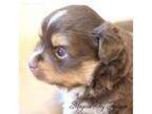 Miniature Australian Shepherd Puppy for sale in Byron, NY, USA