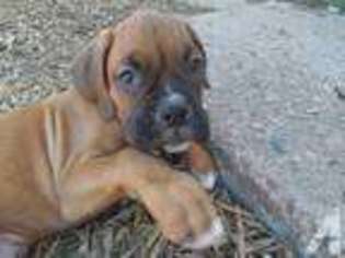 Boxer Puppy for sale in COLORADO SPRINGS, CO, USA