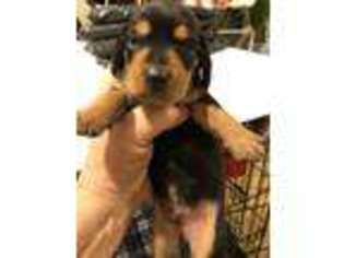 Dachshund Puppy for sale in Cullman, AL, USA